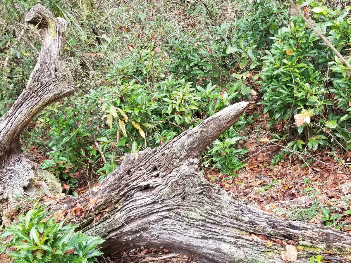 Chapter 19 “One Glorious Trip Around the&nbsp;Sun”